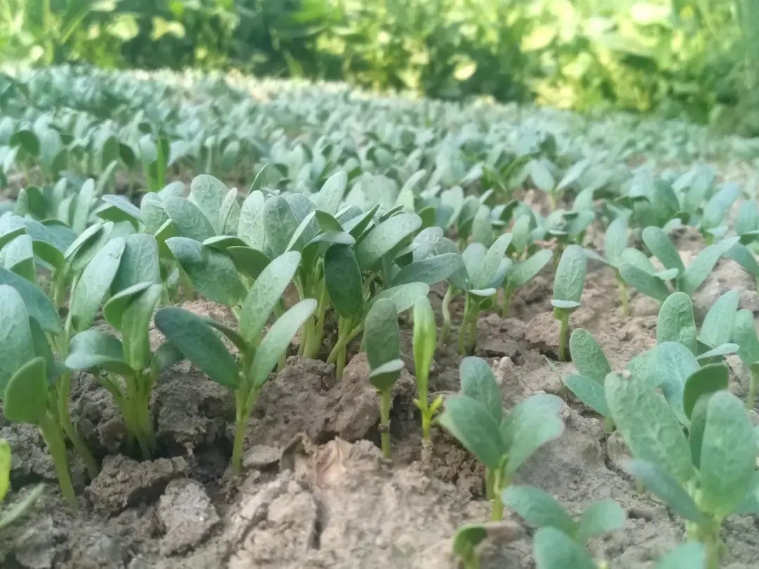 Utilizarea canabisului reduce nivelul de fier în creier și dopamină